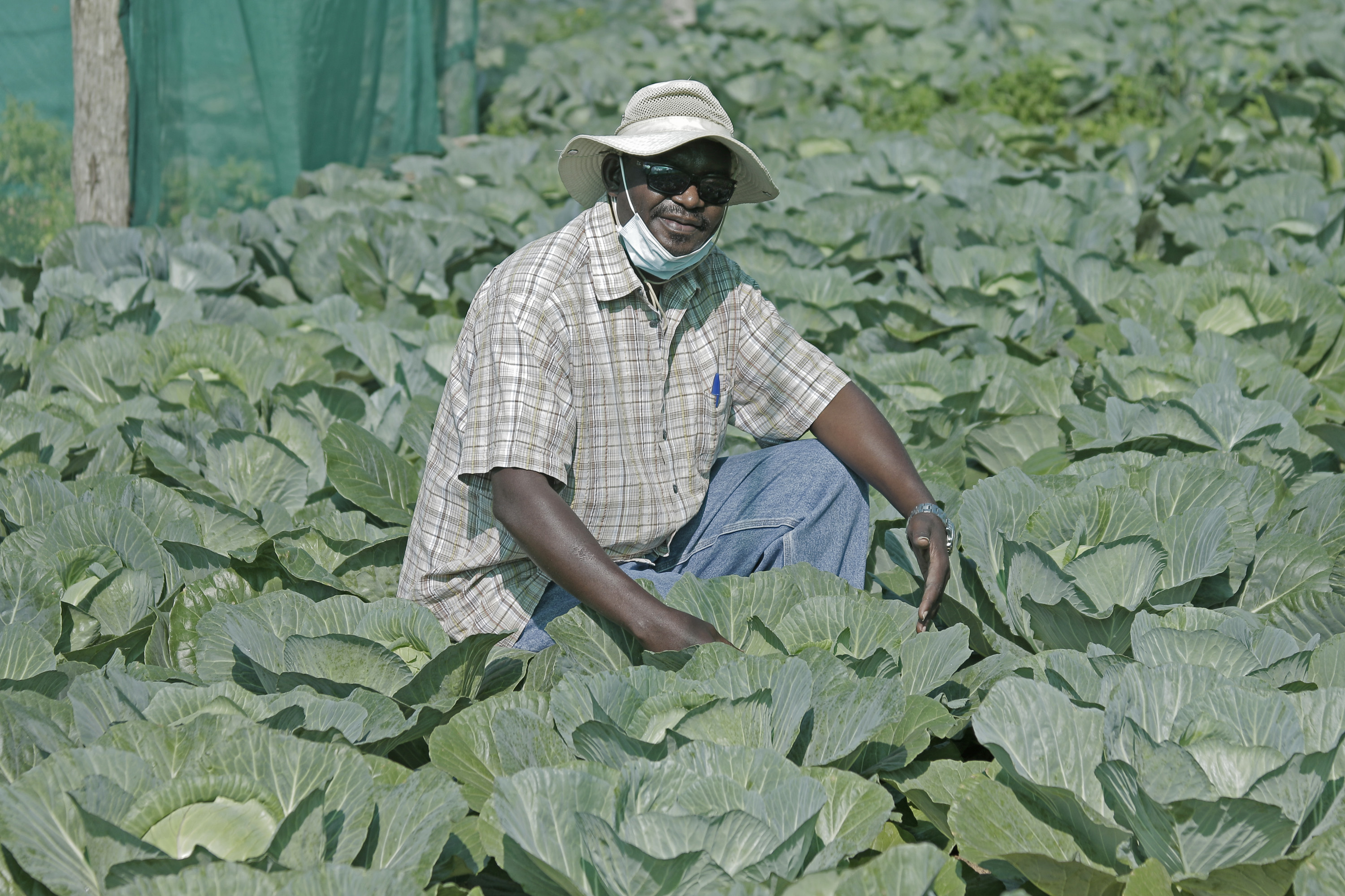 Engenheiro John Nday, orgulhando-se pela sua produção no projecto de Cambine no Cambine, Morrumbene. Foto de António Wilson.