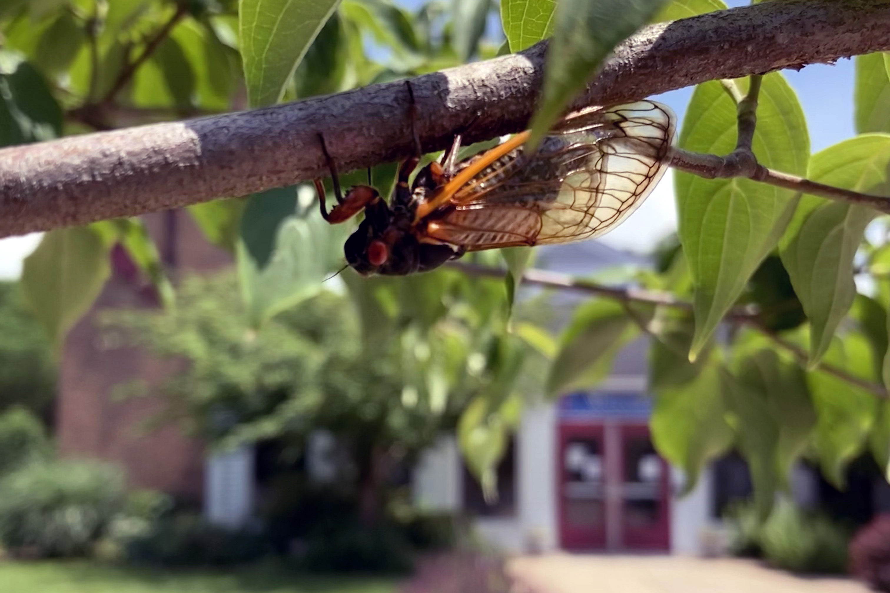 As cigarras Brood X são atualmente uma visão e som comuns nas terras da Igreja Metodista Unida Trinity, em Germantown, Maryland. A igreja está ao fundo. Foto cortesia da Rev. Bonnie Scott.