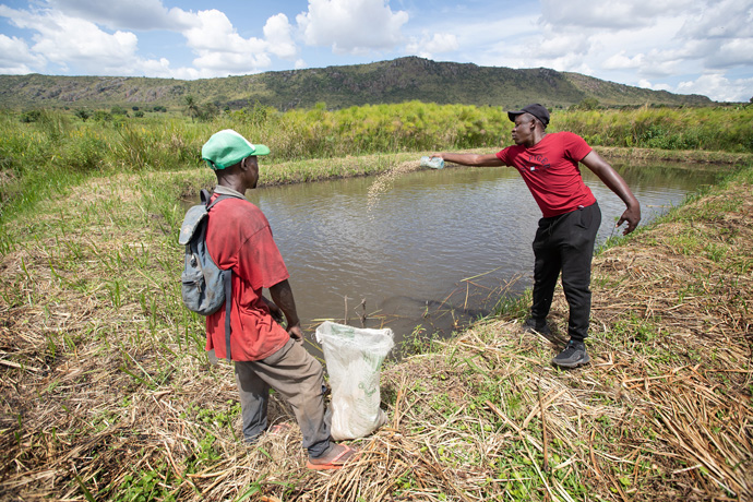 David Salles alimenta a tilápia num dos tanques de peixe da fazenda da Missão de Quéssua em Angola. À esquerda está o trabalhador agrícola André Candido. A Igreja Metodista Unida de Johnstown, em Johnstown, Colorado, angariou os fundos para iniciarem o projecto de Tilapia. Foto de Mike Dubose, Noticias da MU.