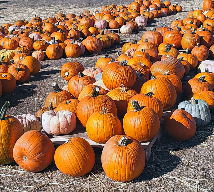 Pumpkins of various sizes and colors abound at Grace United Methodist Church’s Pumpkins on the Prairie. Photo courtesy of Grace Avenue United Methodist Church.