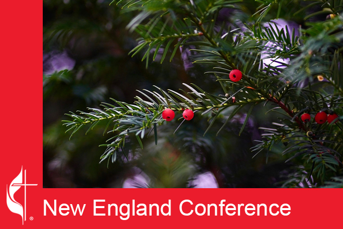 Evergreens are a perennial symbol of Christmas. Image by Mariya, courtesy of Pixabay.