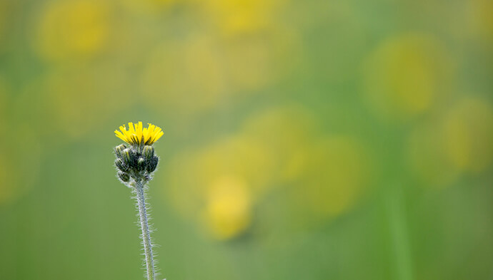 Meadow hawkweed blooms in an open field at Chestnut Ridge on the Appalachian Trail near Burkes Garden, Va., in 2018. Photo by Mike DuBose, UM News.