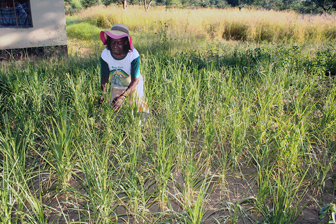Judith Matema, enseignante à l'école primaire centrale de Nyadire, dans le cadre de la Mission Méthodiste Unie de Nyadire au Zimbabwe, inspecte le millet qu'elle a planté dans son jardin. Bien qu'il s'agisse d'une culture tolérante à la sécheresse, le millet n'a pas bien résisté à la saison des semis. Photo par Kudzai Chingwe, UM News.