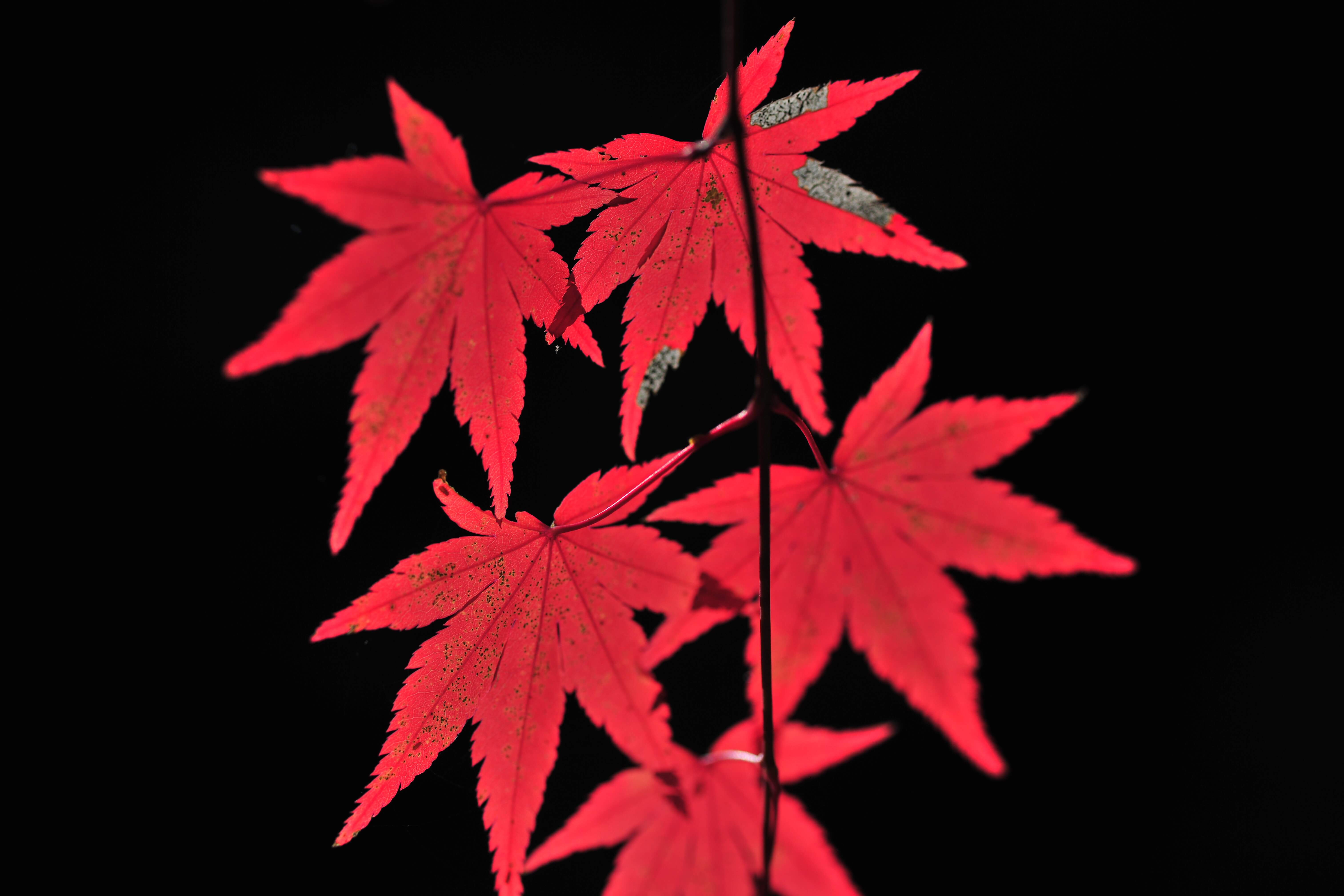 김영일 교수는 “늙어가는 것은 두려운 일인가? 죽음으로 향하는 길은 그저 두렵기만 한 길인가? 아침의 사진보다 더 아름답고 훌륭한 사진은 석양빛을 담은 사진이다. 인생도 그렇다.”라고 말한다. 사진 제공, 김영일 교수. 