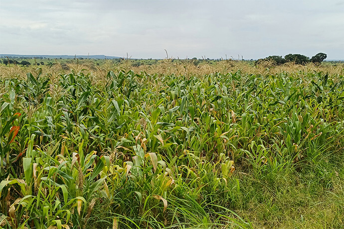 Segunda fase de producão de milho do Projecto Yambasu na missão do Quessua, conferência do Leste de Angola. Malanje, foto de João Nhanga.