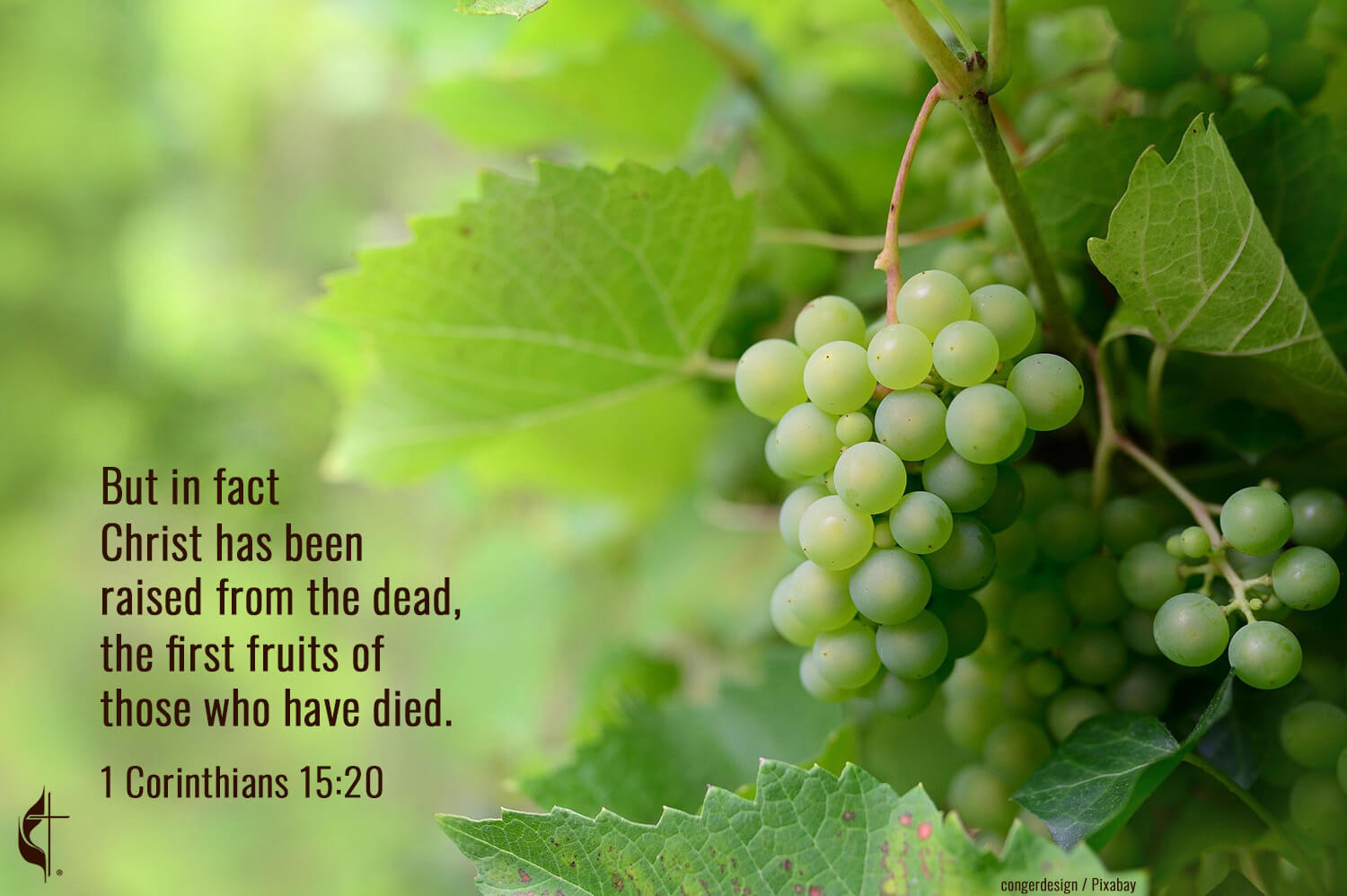 Grapes image by congerdesign from Pixabay; graphic by Laurens Glass, UM News.