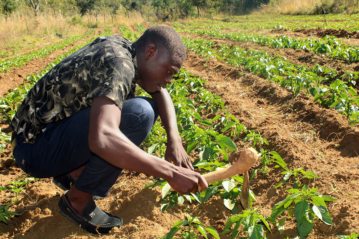 Tafadzwa Chingosho travaille dans ses champs à Hanwa, au Zimbabwe, pour éviter que les cultures ne soient envahies par les mauvaises herbes. Chingosho, qui a quitté l'école pour poursuivre son rêve de devenir agriculteur, a acquis des compétences grâce à des programmes méthodistes unis, notamment les Volontaires en mission du Zimbabwe et l'Initiative agricole de Yambasu. Photo par Kudzai Chingwe, UM News.