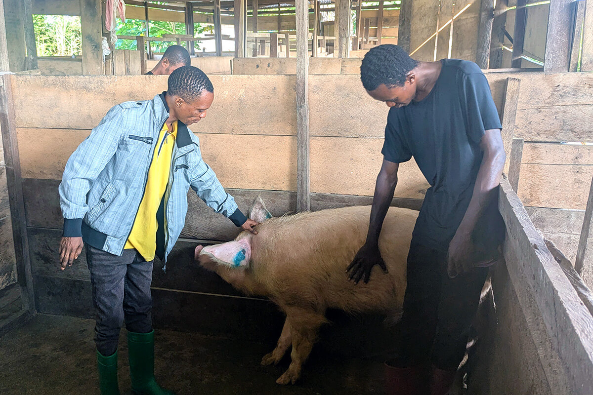 Elie Etako Wembo, Coordinateur de l'initiative agricole Yambasu dans la Région Episcopale de l'Est du Congo, et Omanga Sebastien, technicien zoologique, examinent un cochon blessé à l'oreille dans une ferme méthodiste unie financée par l'initiative près de Kindu, au Congo. Le programme du Conseil méthodiste unie des ministères mondiaux a financé la construction de deux bâtiments destinés à l'élevage porcin, pouvant accueillir jusqu'à 300 animaux. Photo de Chadrack Tambwe Londe, UM News.